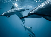 谈球吧(中国)官方网站🏀全国高中篮球联赛总决赛-广东实验险胜清华附中首夺总冠军！