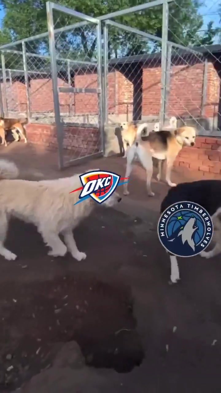 谈球吧体育app下载🔥火到国外了！俄城警察局P图庆祝雷霆西部冠军：狗王来也~